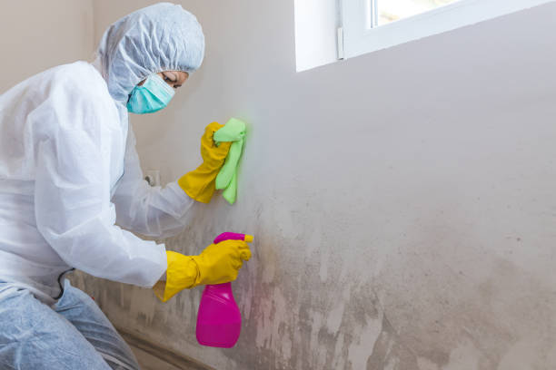 Best Mold Odor Removal Services in Gresham, OR